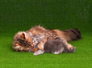 How to choose artificial grass for pets